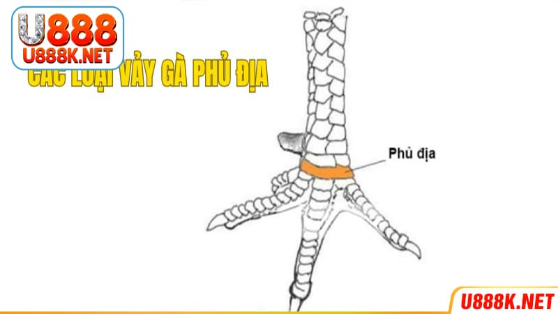 Điểm danh các dạng vảy phủ địa ở gà