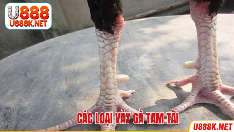 Các loại vảy gà tam tài trên thị trường