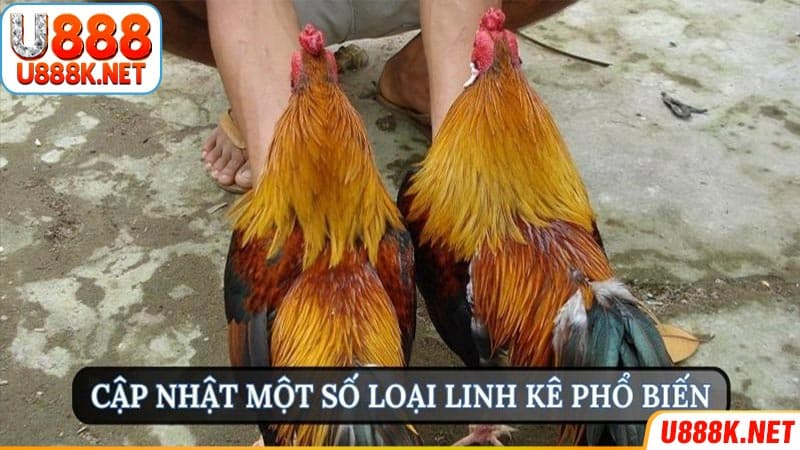 Cập nhật một số loại linh kê phổ biến