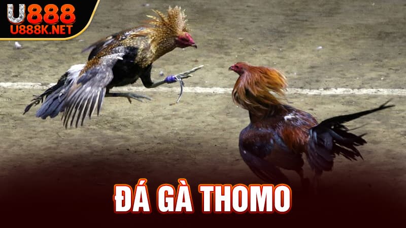 Đá Gà Thomo tại u888k.net