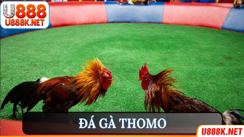 Đá gà Thomo - Trải nghiệm giải trí và cá cược hoàn toàn hợp pháp