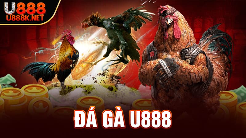 Đá gà U888