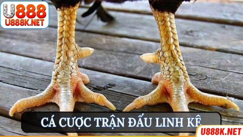 Lưu ý khi cược các con gà độc đáo