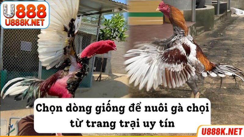 Chọn dòng giống để nuôi gà chọi từ trang trại uy tín