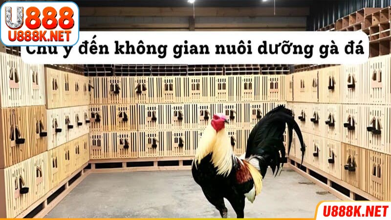 Chú ý đến không gian nuôi dưỡng gà đá