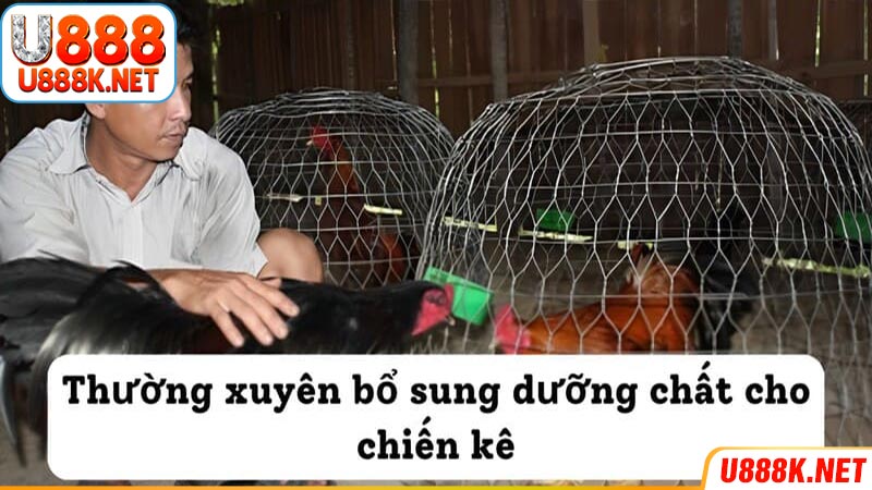 Thường xuyên bổ sung dưỡng chất cho chiến kê