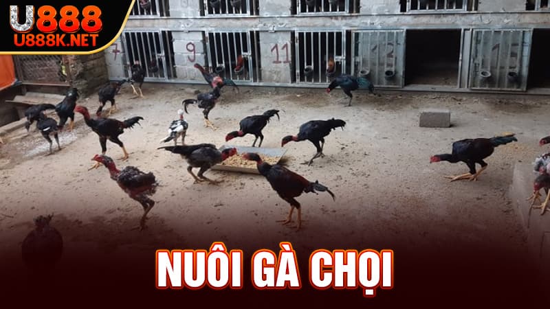 Nuôi Gà Chọi