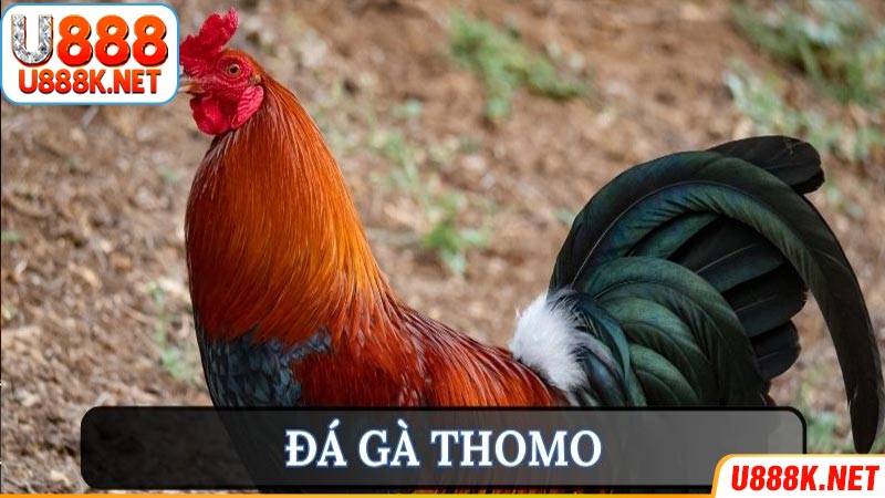 Ưu điểm đá gà Thomo