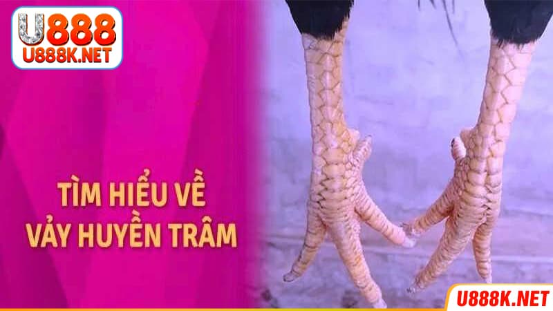 Vảy gà huyền trâm tạo trận thi đấu cực đỉnh cao