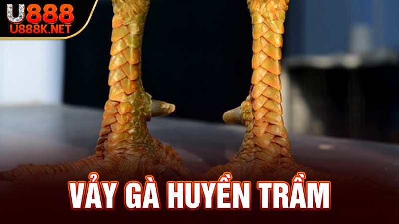 Vảy Gà Huyền Trâm tại đá gà U888