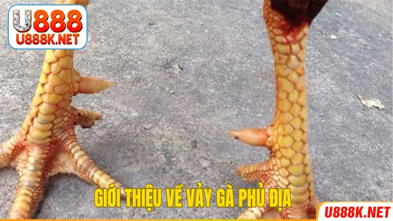 Giới thiệu thông tin sơ lược về vảy gà phủ địa