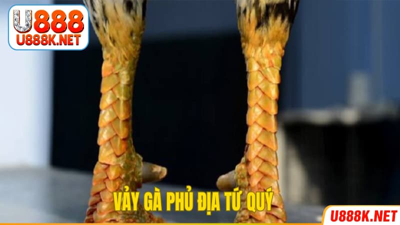 Gà đá vảy phủ địa tứ quý