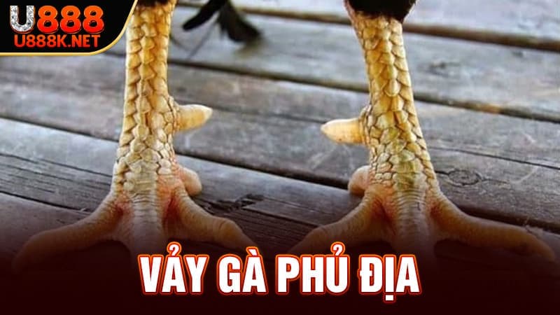 Vảy Gà Phủ Địa