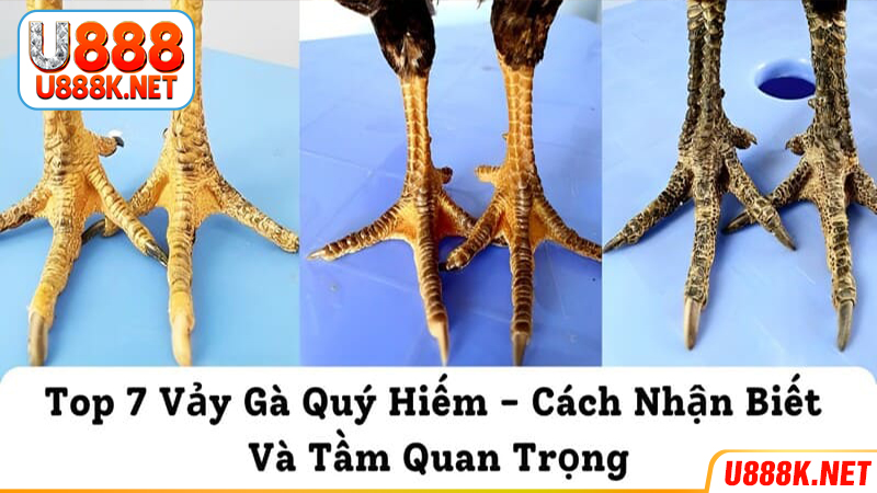 Thông tin chung về chiến kê sở hữu vảy quý hiếm