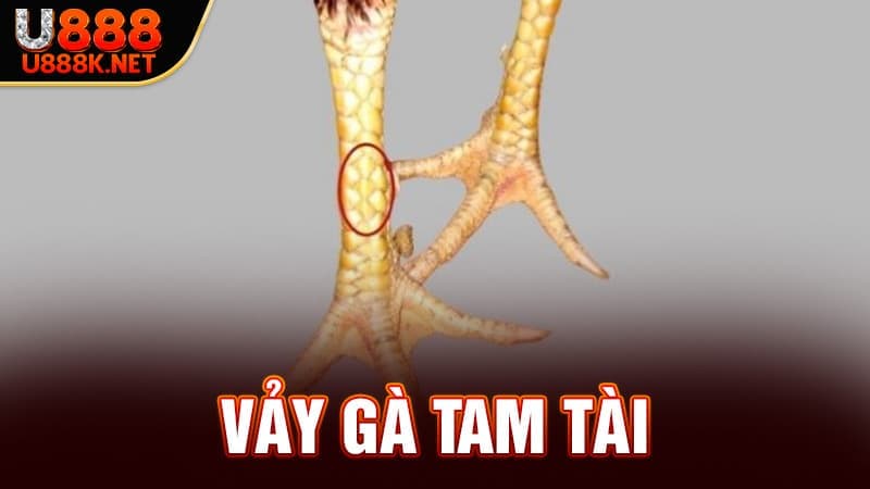 Vảy Gà Tam Tài