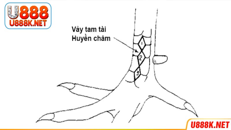 Gà đá có vảy tam tài huyền trâm