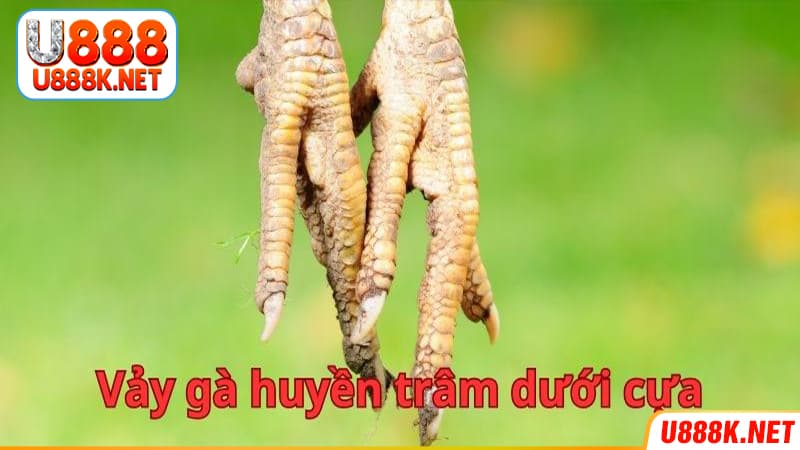 Vảy huyền trâm dưới cựa đóng vai trò quyết định trong thần kê đúng chuẩn